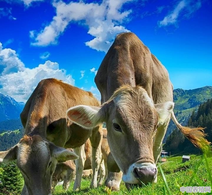 养牛可以在承包的山林建牛场吗?为什么 - 中国养殖网
