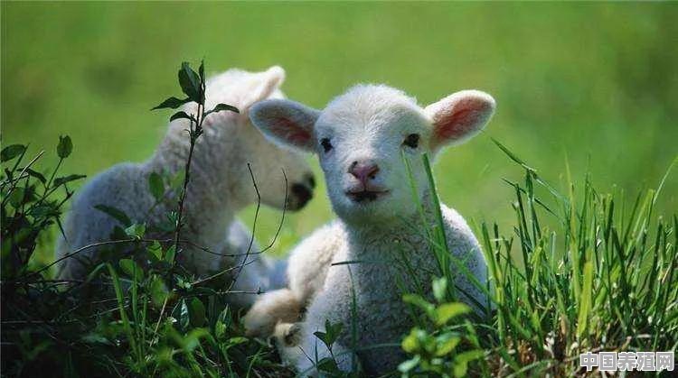 松针喂羊的好处 - 中国养殖网