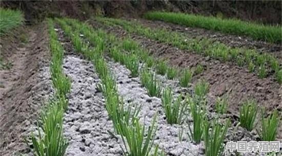 想搞循环养殖，在农业需要怎么起步 - 中国养殖网