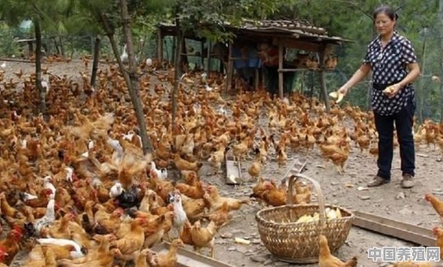 为什么我感觉现在的鸡、鸭、鹅那么便宜？现在在农村搞养殖行不行 - 中国养殖网