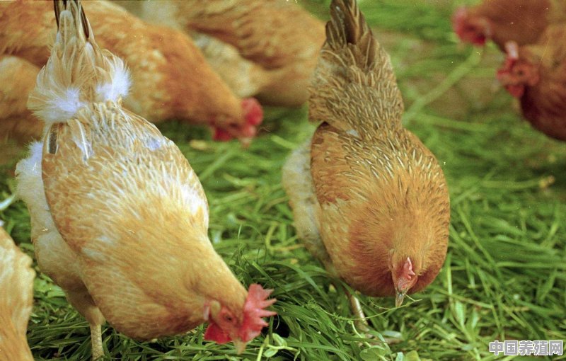 为什么我感觉现在的鸡、鸭、鹅那么便宜？现在在农村搞养殖行不行 - 中国养殖网
