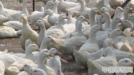 肉鸭养殖25天，每天都死亡几十只可能是什么原因 - 中国养殖网