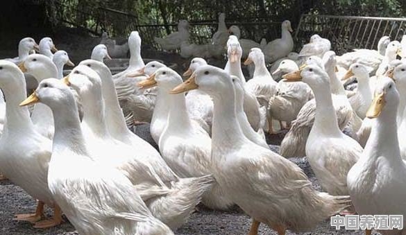 肉鸭养殖25天，每天都死亡几十只可能是什么原因 - 中国养殖网
