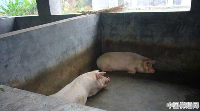 在农村养多少头猪才能赚钱？怎么养 - 中国养殖网
