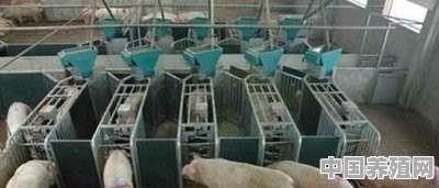 在农村养多少头猪才能赚钱？怎么养 - 中国养殖网