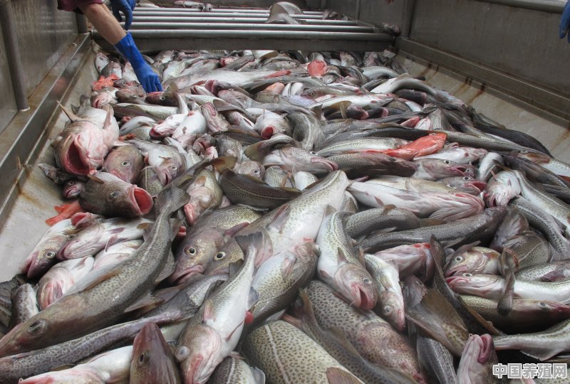 鳕鱼为什么卖的都没有头 - 中国养殖网