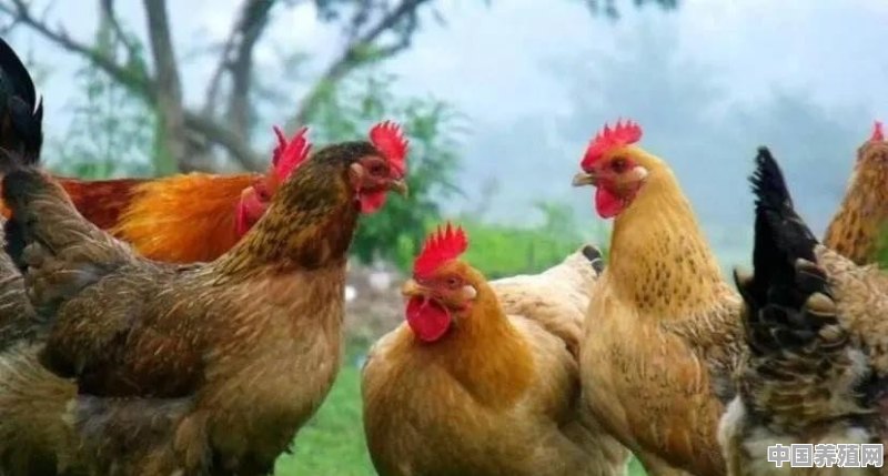 猪鸡如何配套养殖 - 中国养殖网