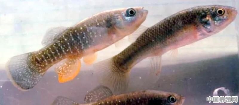 什么鱼海水淡水都可以生存 - 中国养殖网