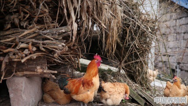 苏州哪里可以买到正宗的草鸡 - 中国养殖网