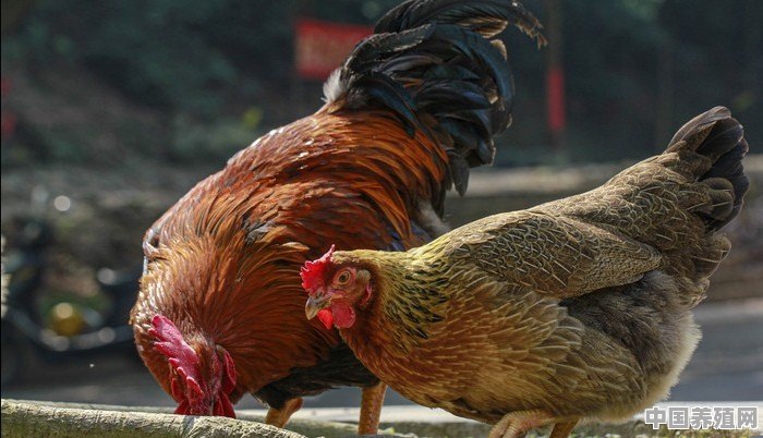 苏州哪里可以买到正宗的草鸡 - 中国养殖网