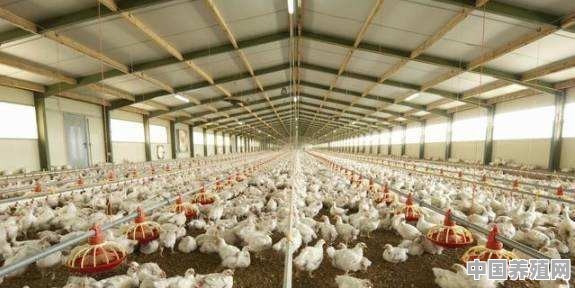 养殖白羽肉鸡的过程中，会遇到的常见问题有什么 - 中国养殖网