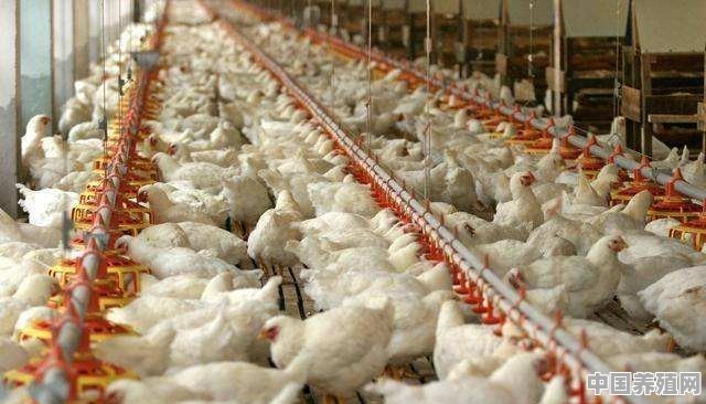 养殖白羽肉鸡的过程中，会遇到的常见问题有什么 - 中国养殖网