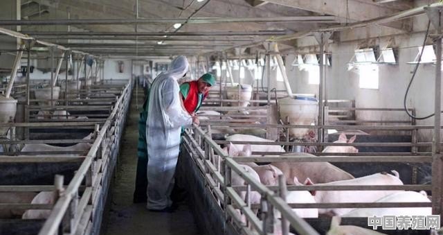 冬季即将来临，农户养猪要怎样给猪御寒保暖 - 中国养殖网