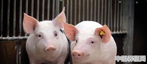 冬季即将来临，农户养猪要怎样给猪御寒保暖 - 中国养殖网