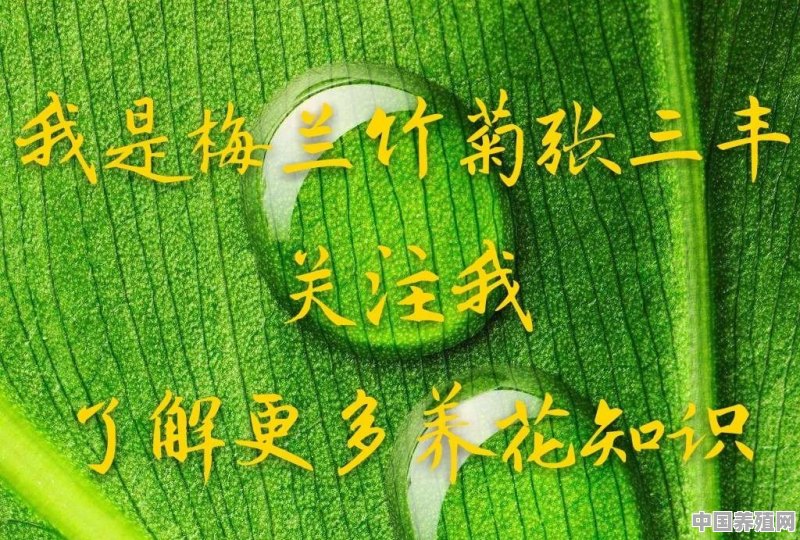 从网上买回来的牡丹花苗怎么栽种 - 中国养殖网