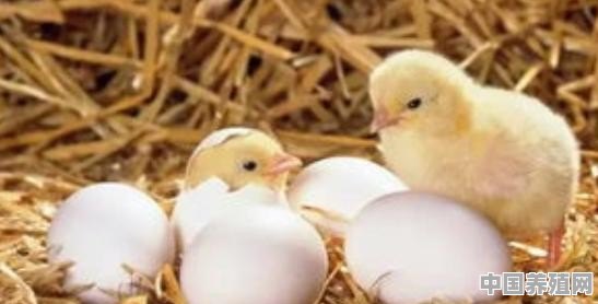 刚孵化的小鸡怎么养 - 中国养殖网