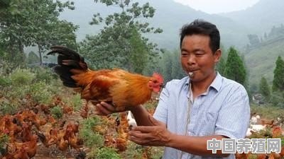 散养鸡如何养 - 中国养殖网