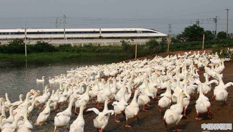 养鸡、鸭、狗、牛废水分别如何处理 - 中国养殖网