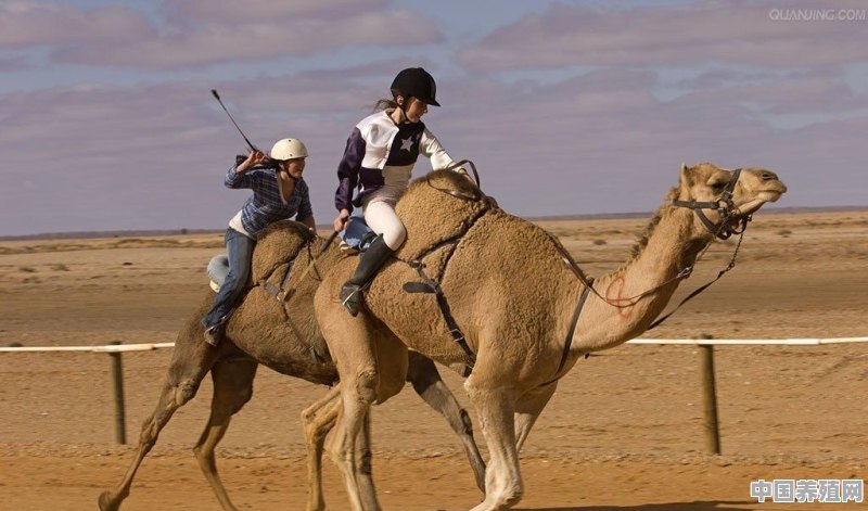 现在国内的骆驼有几种 - 中国养殖网