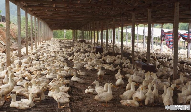 养一万只鸭子能赚多少钱 - 中国养殖网
