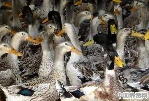 养一万只鸭子能赚多少钱 - 中国养殖网