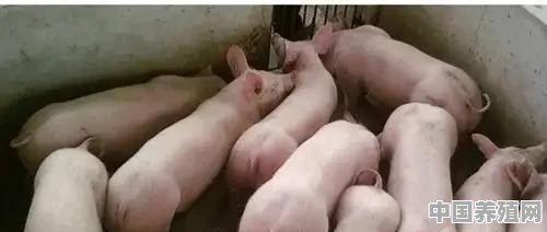 此次非洲猪瘟导致生猪价格高低价差达10元/公斤，生猪养殖如何布局比较合理 - 中国养殖网
