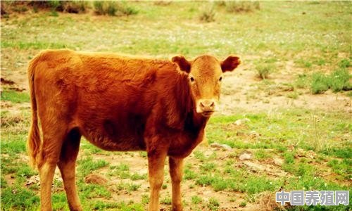 2020年回农村养牛怎么样 - 中国养殖网