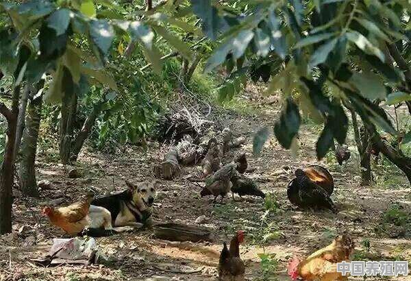 饲养生态鸡如何控制疾病 - 中国养殖网