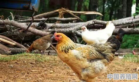 饲养生态鸡如何控制疾病 - 中国养殖网
