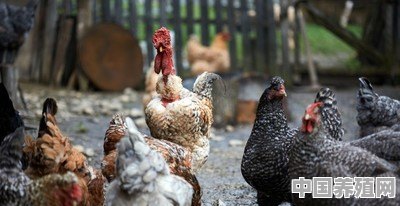 想养鸡，请问散养土鸡与圈养饲料鸡，养哪种模式更好 - 中国养殖网