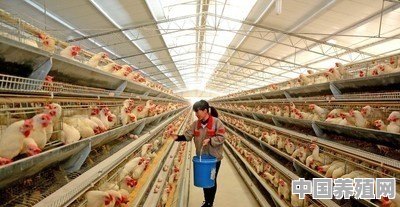 想养鸡，请问散养土鸡与圈养饲料鸡，养哪种模式更好 - 中国养殖网