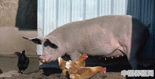 农场散养的土鸡和土猪可以混养吗 - 中国养殖网