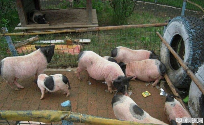 农场散养的土鸡和土猪可以混养吗 - 中国养殖网