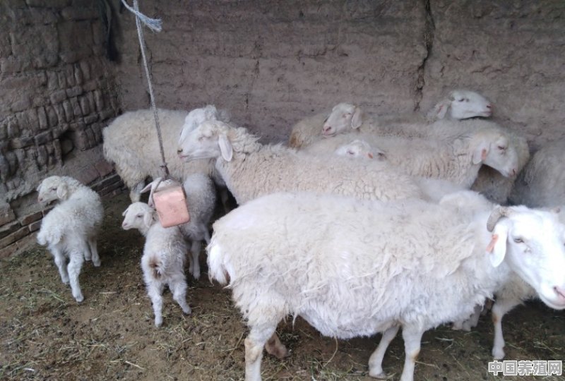 新手养羊到底难不难 - 中国养殖网