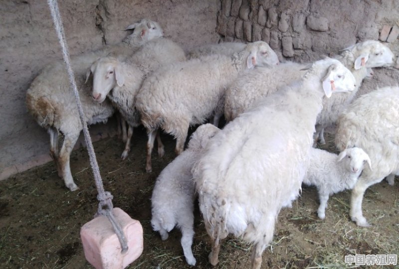 新手养羊到底难不难 - 中国养殖网