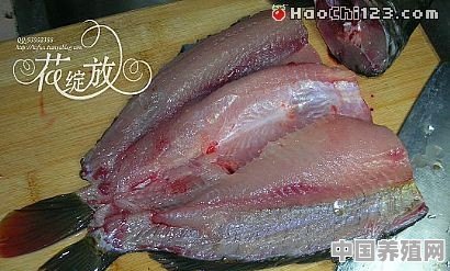 松鼠鱼怎么做 - 中国养殖网