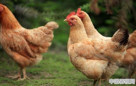 在农村，家养的土鸡卖50块钱1斤贵吗？为什么还有人会去买 - 中国养殖网
