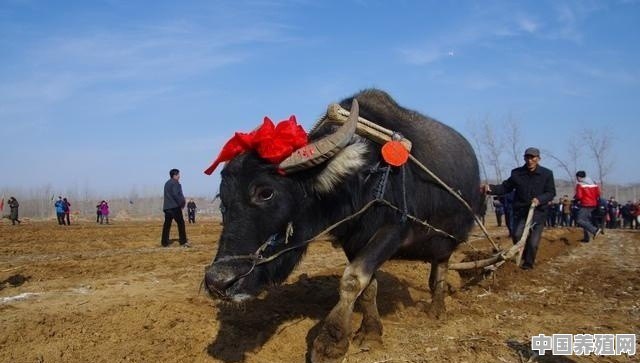 牛乏力，怎么补 - 中国养殖网