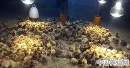 养鸡如何控制肥瘦 - 中国养殖网