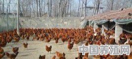 养鸡如何控制肥瘦 - 中国养殖网