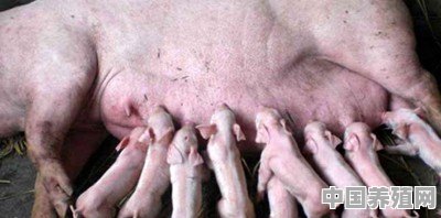猪价上涨养猪农民却笑不起来，养殖户其实养猪不挣钱，啥情况 - 中国养殖网