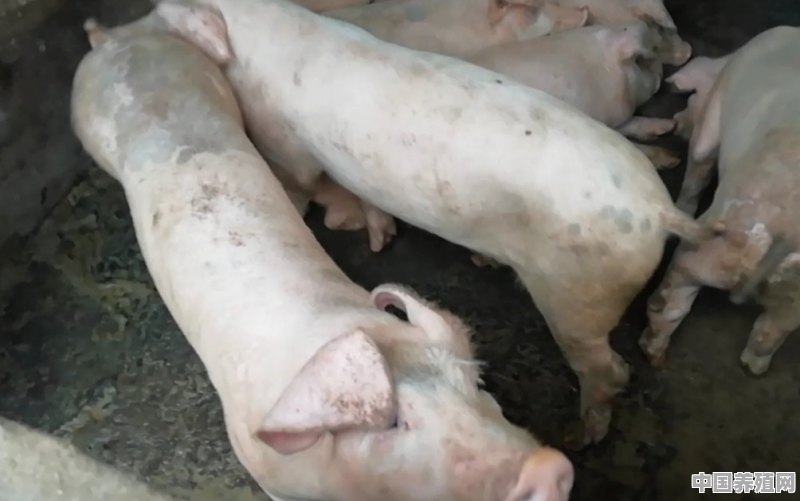 猪价上涨养猪农民却笑不起来，养殖户其实养猪不挣钱，啥情况 - 中国养殖网