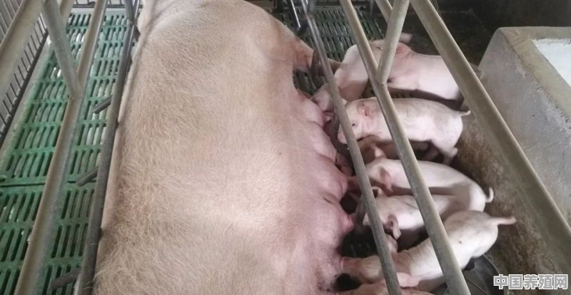 农村中私人家中的猪今年得了猪瘟，请问下要在什么时间可喂养 - 中国养殖网