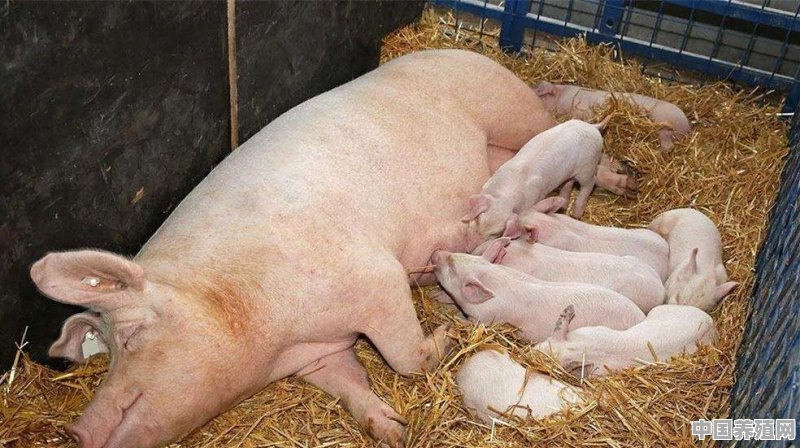 农村中私人家中的猪今年得了猪瘟，请问下要在什么时间可喂养 - 中国养殖网