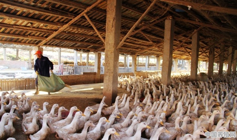 安徽的十大污染之一就是养鸭子，农村地区已经深受其害，有没有什么方法解决 - 中国养殖网