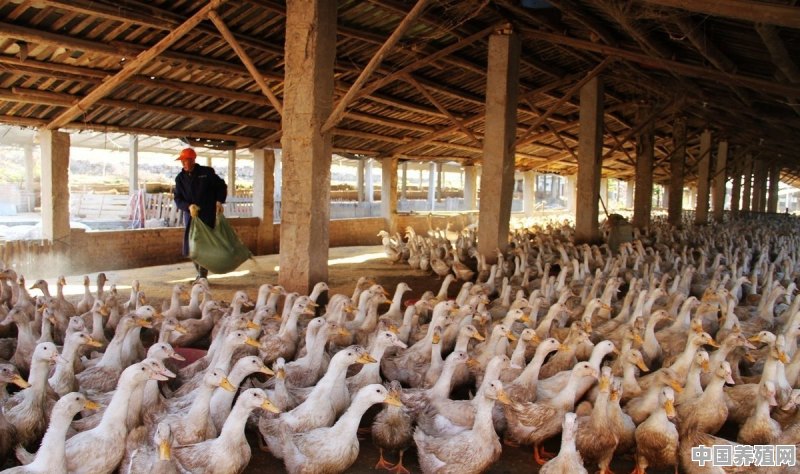 安徽的十大污染之一就是养鸭子，农村地区已经深受其害，有没有什么方法解决 - 中国养殖网