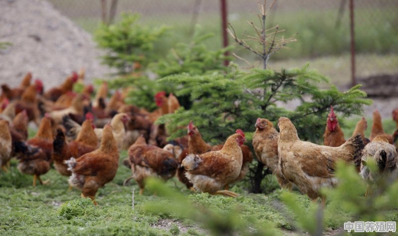 农村养的土鸡，外地客户需要活鸡，数量少又不能快递，有什么办法 - 中国养殖网
