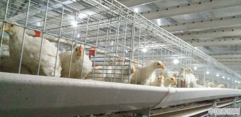 如何建一个奶牛，猪羊，鸡等肉类养殖场 - 中国养殖网