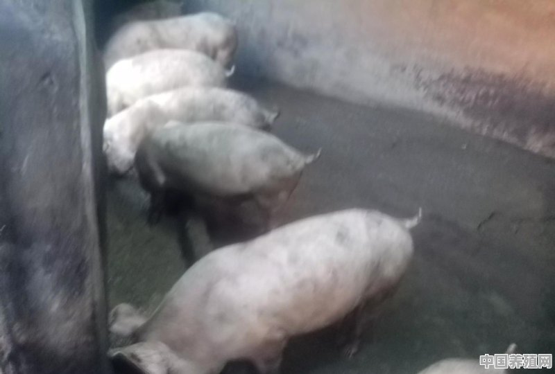 去年国家鼓励养猪，今年专家又说猪肉过剩，养殖户究竟该听谁的 - 中国养殖网