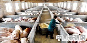 去年国家鼓励养猪，今年专家又说猪肉过剩，养殖户究竟该听谁的 - 中国养殖网